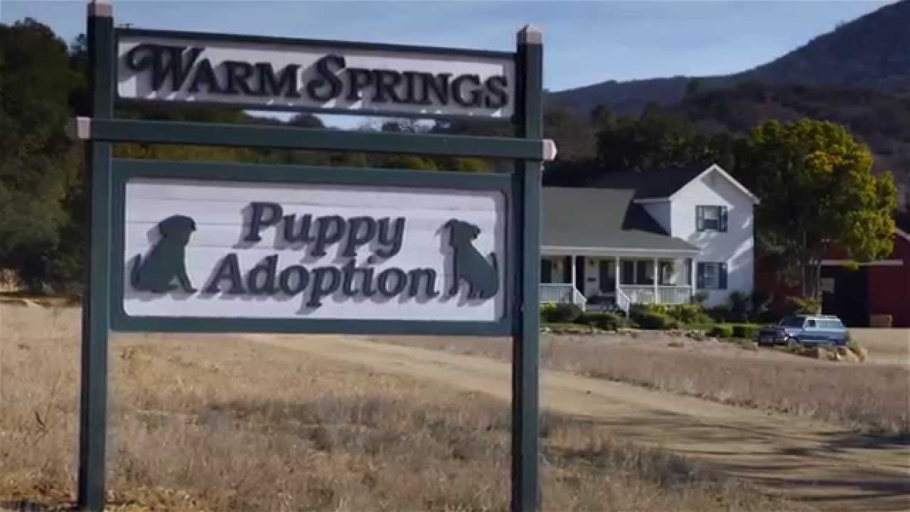 Budweiser Puppy Love: The Super Bowl Ad That Made America Weep